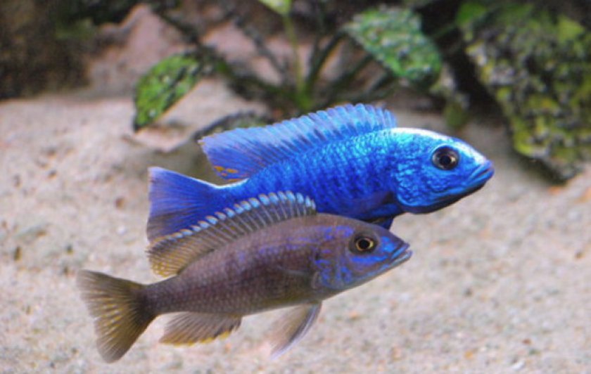 Размножение