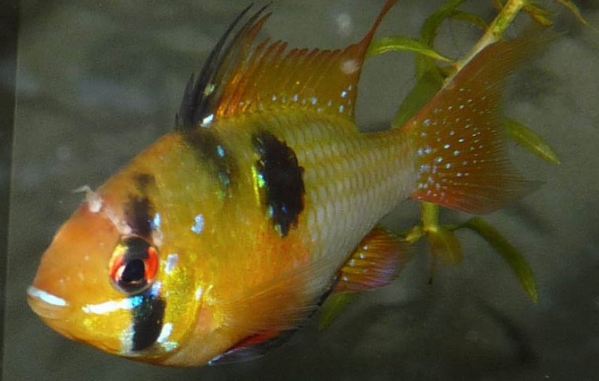 Гексамитоз