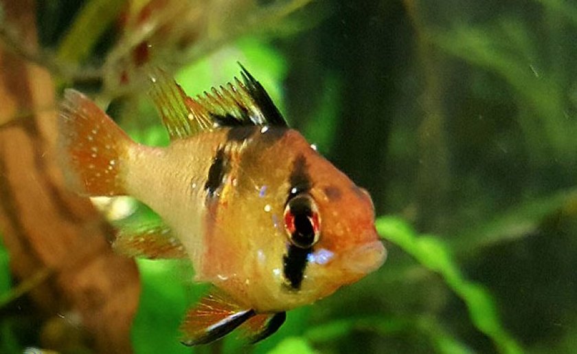 Ихтиофтириоз