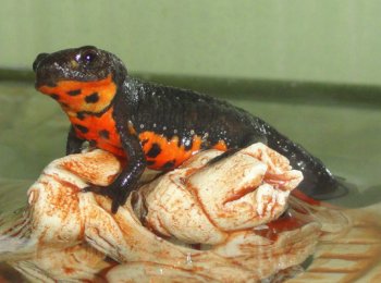 Содержание китайского краснобрюхого тритона