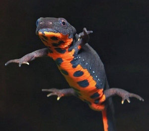 Содержание китайского краснобрюхого тритона