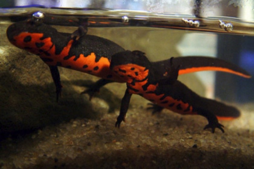 Размножение