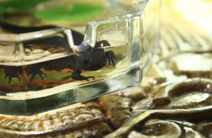 Поведение и образ жизни