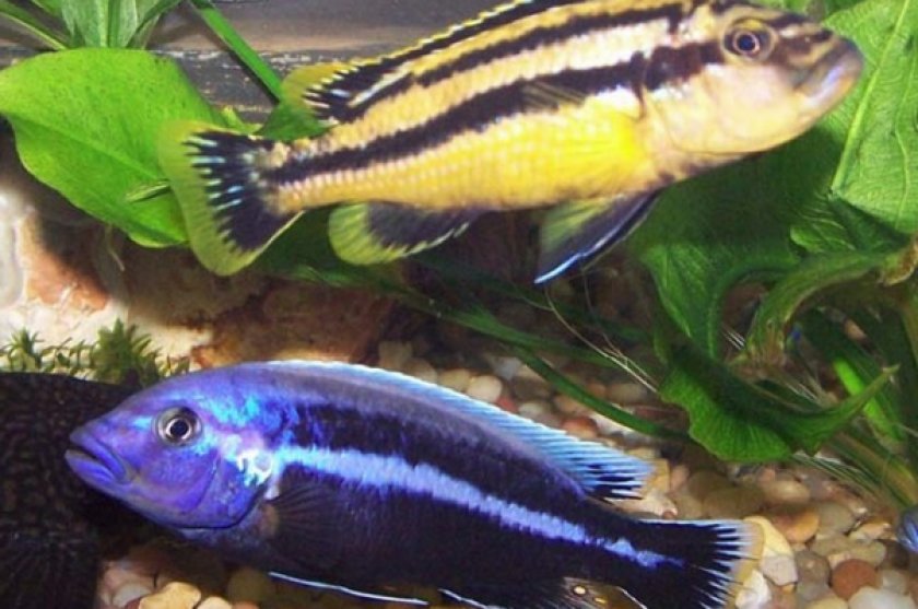 Меланохромис Чипока