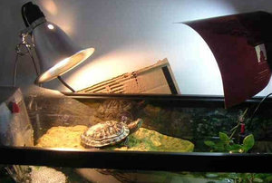 Освещение для красноухой черепахи в домашних условиях, как сделать ультрафиолет?
