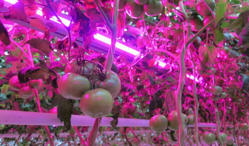 ультрафиолетовая лампа для растений ультрафиолетовая лампа для растений