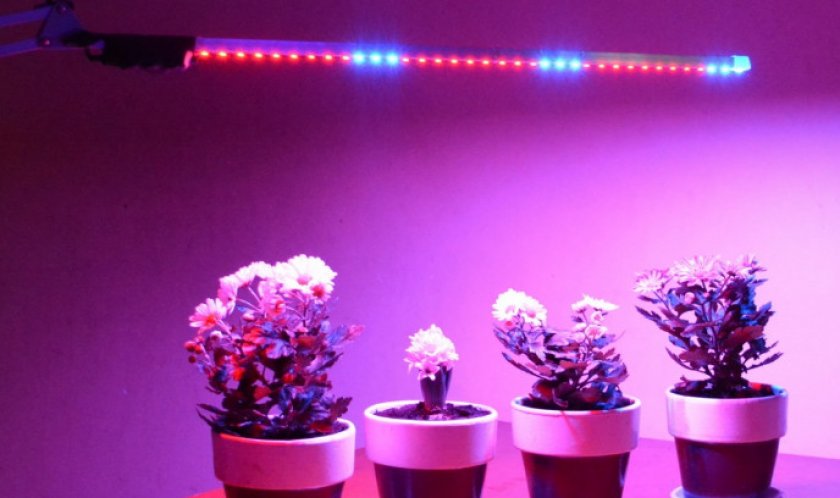 для растений для растений