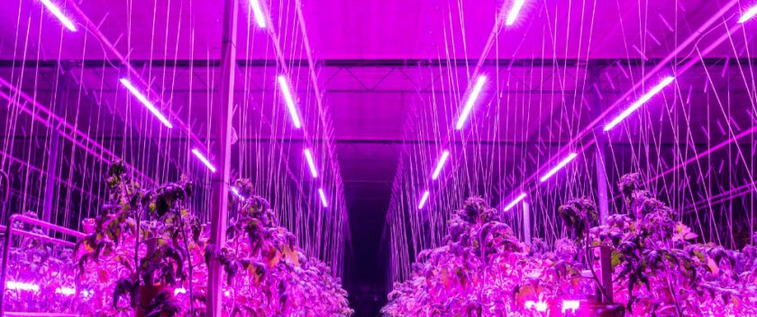 растения растения