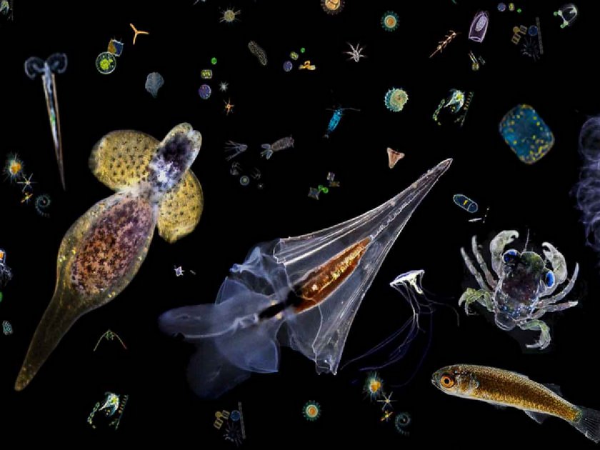 Организмы плавающие в толще воды. Планктон в аквариуме. Планктон для аквариумных рыбок живой.