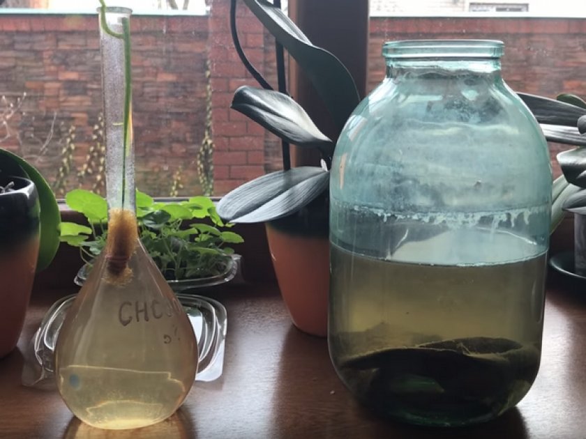 Разведение инфузории-туфельки на кожуре банана