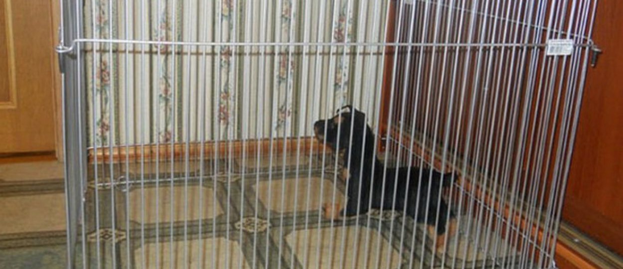 Вольер для собаки в квартире: как сделать своими руками и как приучить ...