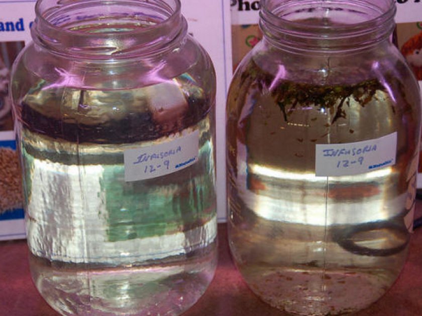 Разведение инфузории-туфельки на сене