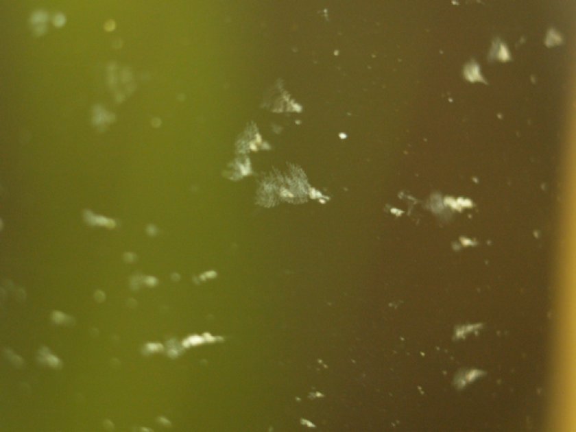 Инфузории-туфельки