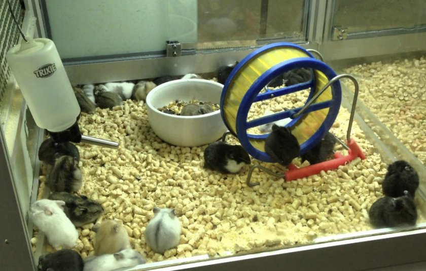 Джунгарские хомяки в зоомагазине