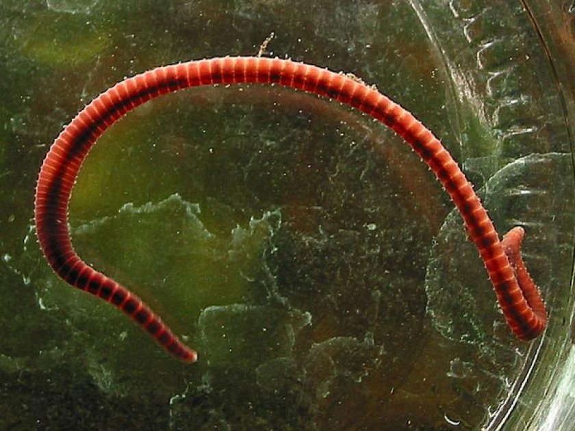 Червяк-трубочник