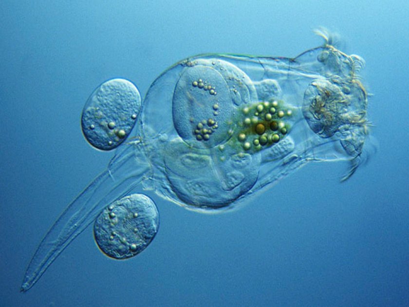 Пресноводная коловратка