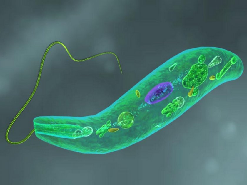 Эвглена зелена