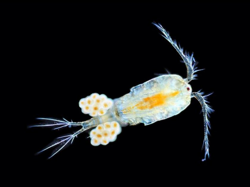 Веслоногие рачки