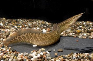 Рыбка мастацембел Рыбка мастацембел