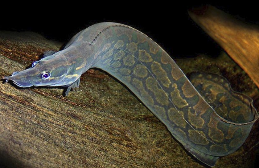 Мастацембел Мастацембел