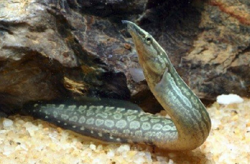 Мастацембел Мастацембел