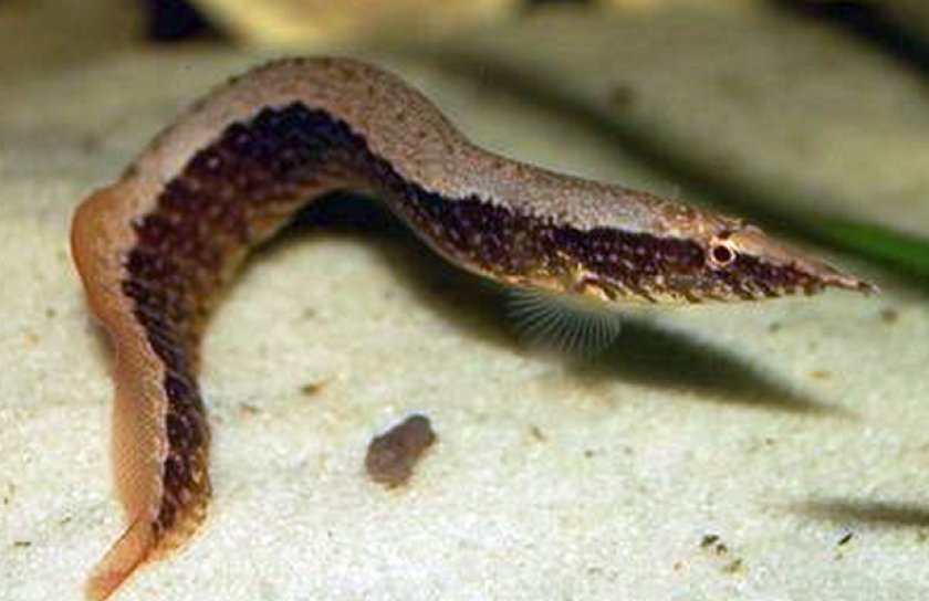 Мастацембел Мастацембел