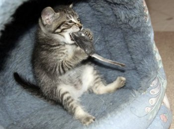 Витамины для котят: как улучшить здоровье вашего питомца