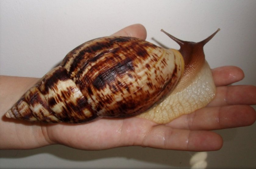 Ахатина ретикулята