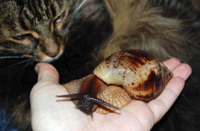 Ахатина ретикулята