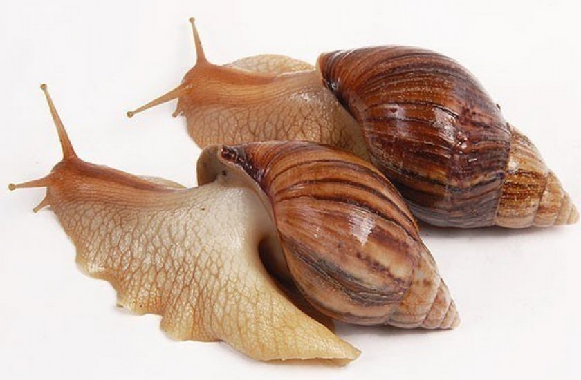 Ахатина иммакулята