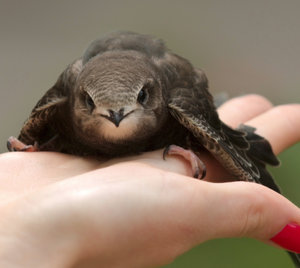 Черный стриж: среда обитания в диких условиях и содержание в неволе