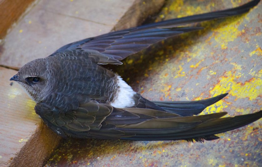 Черный стриж: среда обитания в диких условиях и содержание в неволе