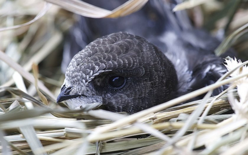 Гнездование и потомство