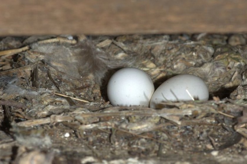 Гнездование и потомство