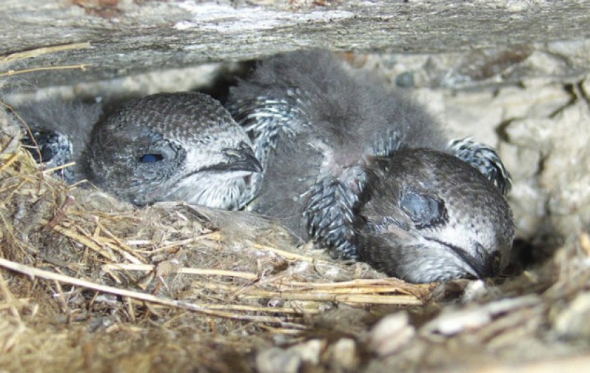 Гнездование и потомство