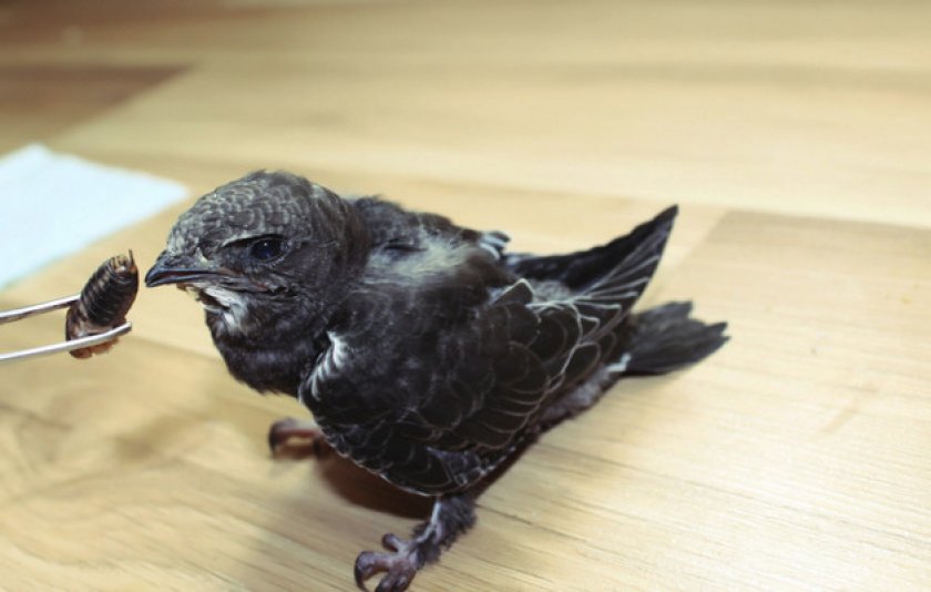 Чем питаются