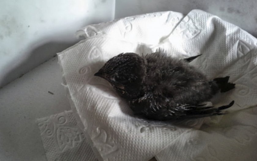 Содержание птенца в домашних условиях