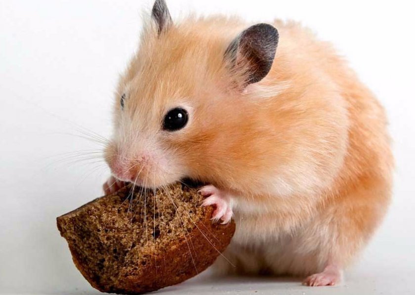 Хомячок