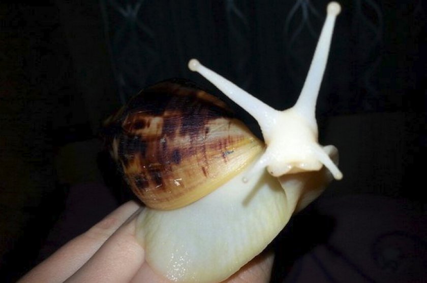 Ахатина ретикулята