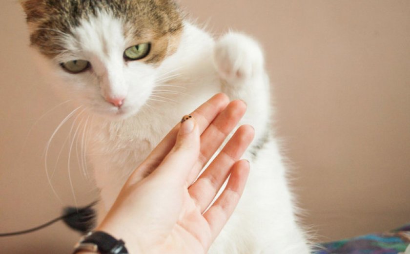 «Дай лапу!»