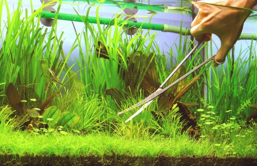 Уход за растениями Уход за растениями