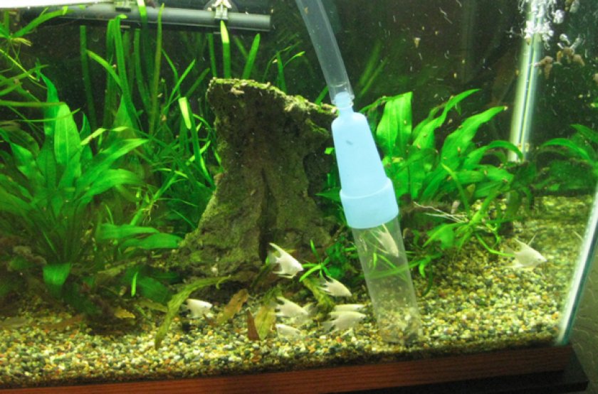 Сифонка грунта Сифонка грунта