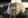 Полудлинношерстные породы кошек фото с названиями thumbnail