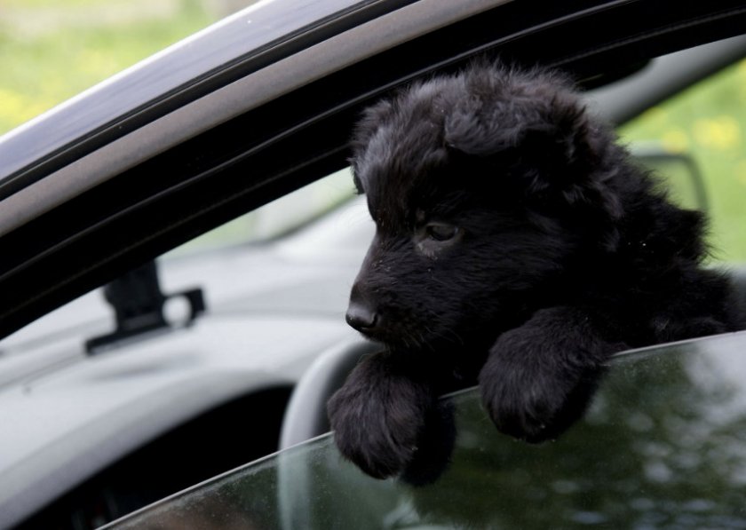 Щенок черной овчарки