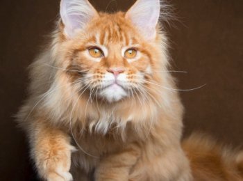 Характер и повадки мейн-кунов