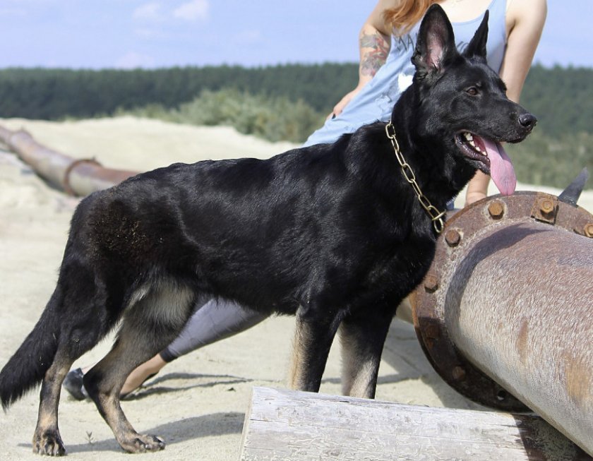 Черная овчарка