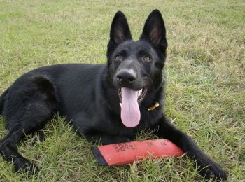 Немецкая овчарка чёрного окраса: как выглядит, сколько стоит, чем кормить, как ухаживать