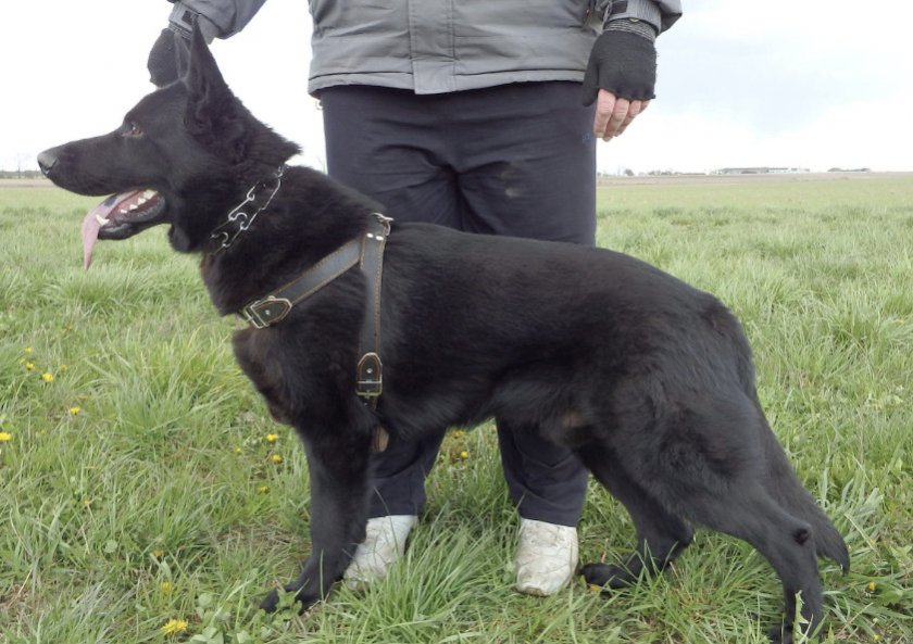 Черная овчарка Черная овчарка