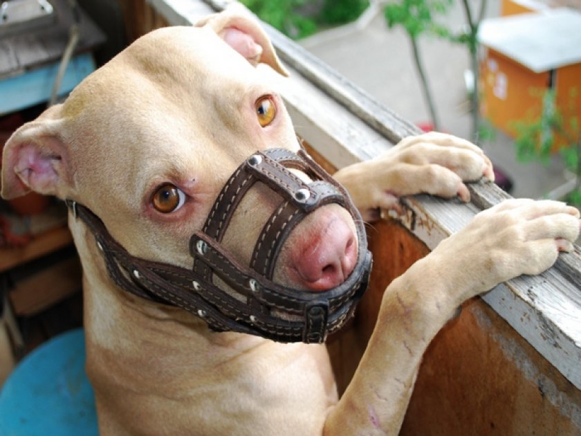 Кожаный намордник Кожаный намордник