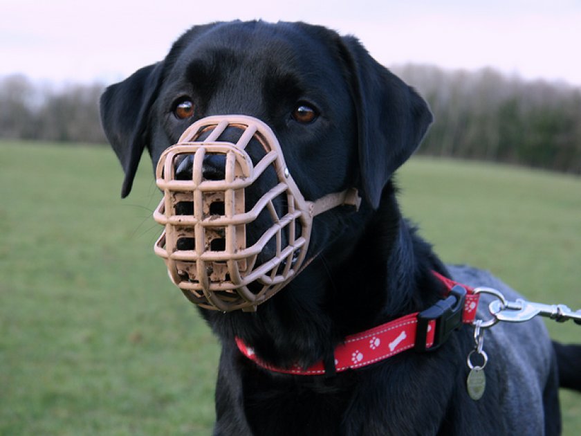 Пластиковый намордник Пластиковый намордник